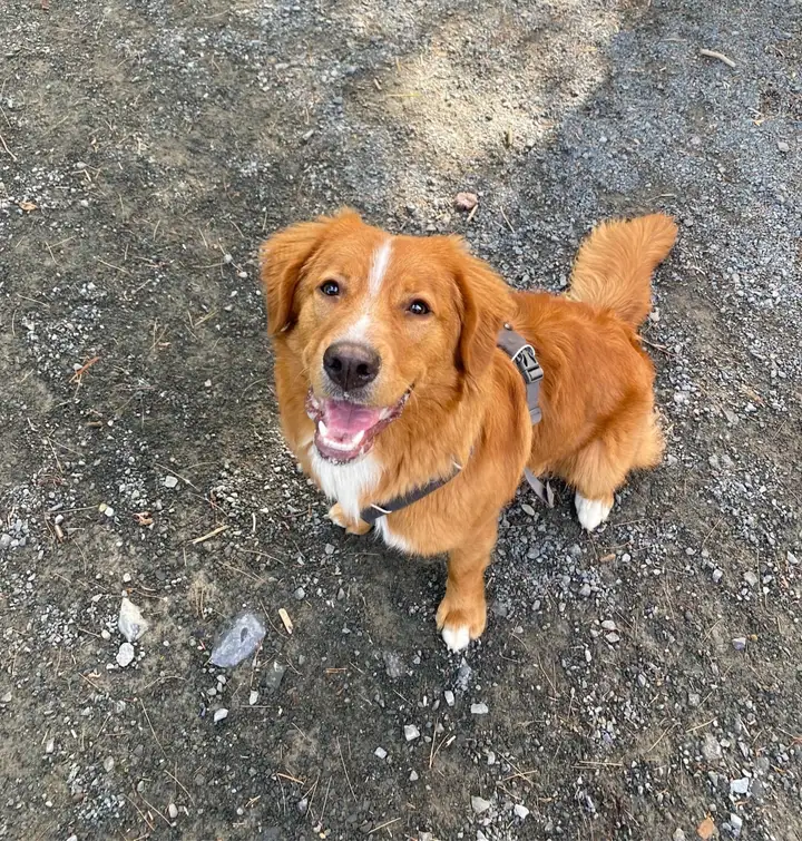 Scout, Chief Bark Officer, Mike Murphy Law Group, Halifax